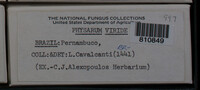 Physarum viride var. viride image